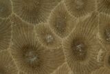 2.35" Polished "Petoskey Stone" (Fossil Coral) - Michigan - #131049-1
